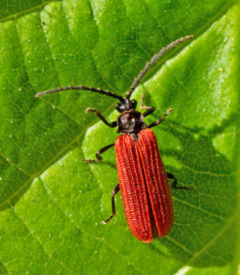Lycidae, Rödvingebaggar