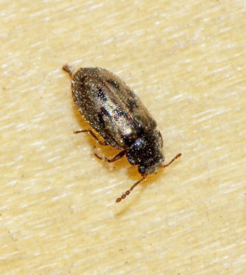 Phloiophilus edwardsii.jpg