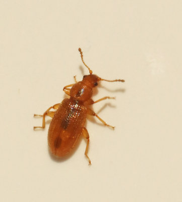 Latridiidae, Mögelbaggar