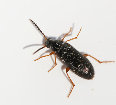g10/62/900762/3/168452867.mvT6JrrH.jpg