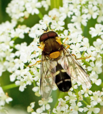 Lyktblomflugor, Leucozona