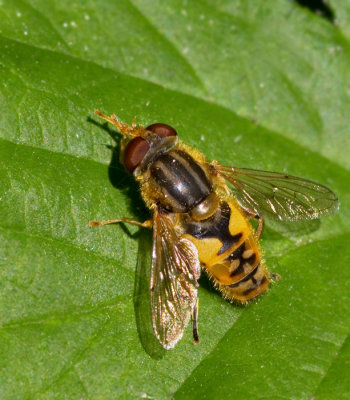 Strandblomflugor, Parhelophilus