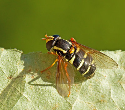 Kilblomflugor, Xanthogramma