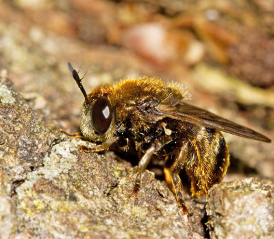 Myrblomflugor, Microdon
