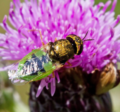 Oplodontha viridula.jpg