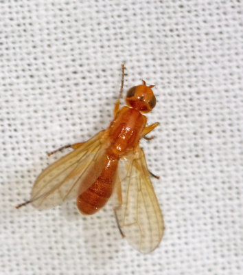 Psilis merdaria.jpg