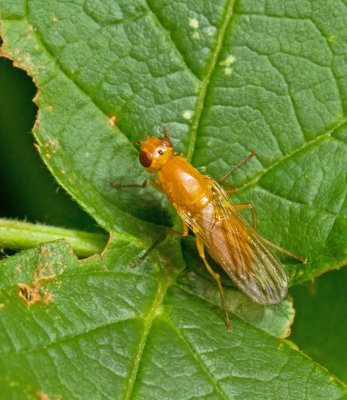 Psilis fimentaria.jpg
