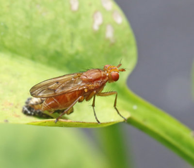 Tetanocera ferruginea.jpg