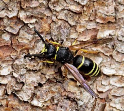 Vrmurargeting (Ancistrocerus nigricornnis).jpg