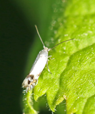 Rullvingemalar, Lyonetiidae