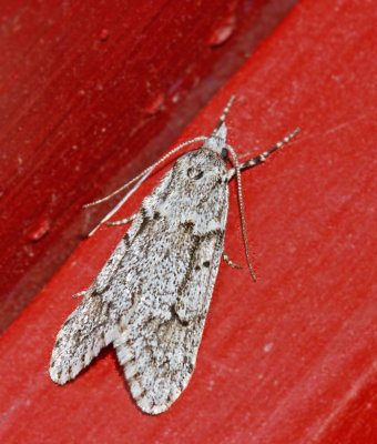 Dagmalar, Chimabachidae