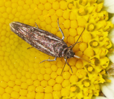 Fältmalar, Scythridae