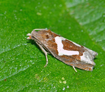 Epiblema genus