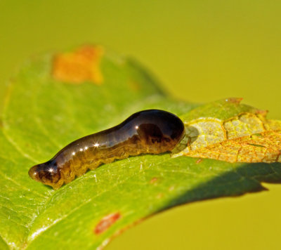 Caliroa cerasi.jpg