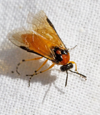 Athalia rosae, Kålbladstekel.jpg
