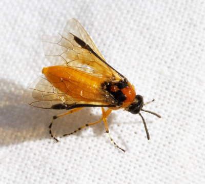 Athalia rosae, Kålbladstekel.jpg