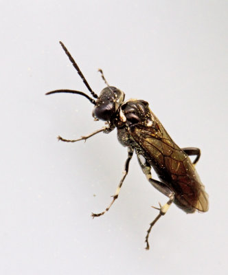 Macrophya albicincta.jpg