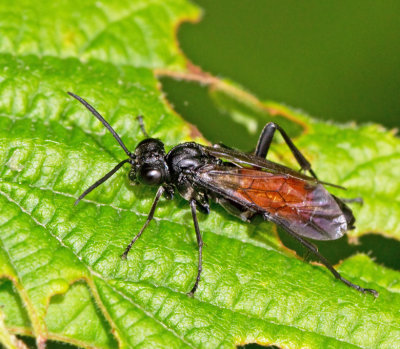 Macrophya annulata.jpg
