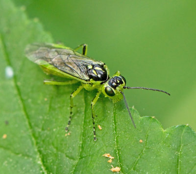 Rhogogaster scalaris.jpg