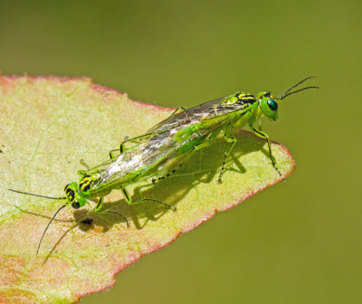 Rhogogaster viridis.jpg