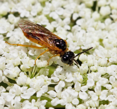 Selandria serva.jpg