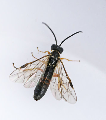 Strongylogaster filicis.jpg
