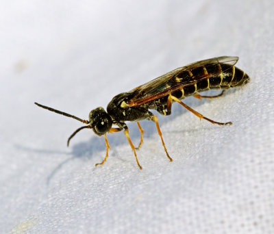 Strongylogaster multifasciata.jpg
