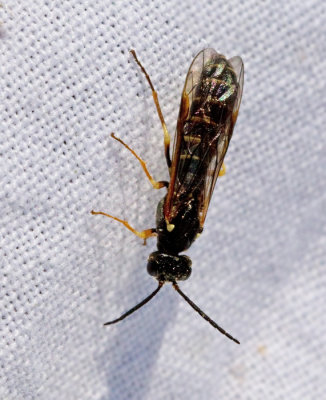 Strongylogaster multifasciata.jpg