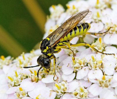 Tenthredo brevicornis.jpg