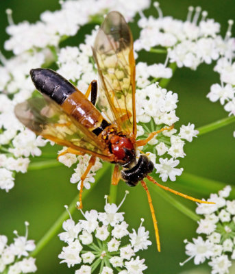 Tenthredo campestris.jpg