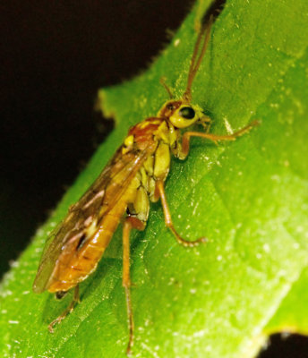 Tenthredopsis nassata.jpg