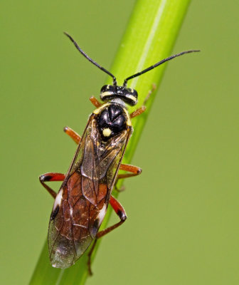Tenthredopsis ornata.jpg