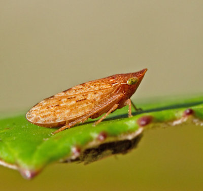 Leafhoppers, Dvärgstritar (Cicadellidae) Photo Gallery by Leafhoppers, Dvärgstritar (Cicadellidae) Photo Gallery by