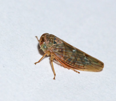 Idiocerus lituratus.jpg