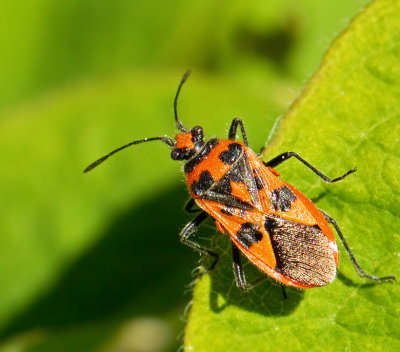 Rhopalid Bugs, Smalkantskinnbaggar (Rhopalidae)
