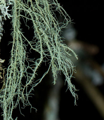 Usnea genus