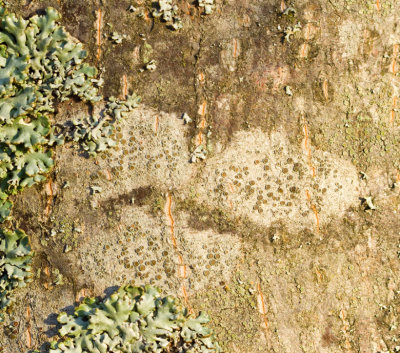Lecanora argentata, Brun kantlav.jpg