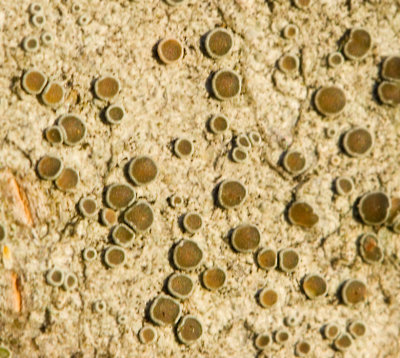 Lecanora argentata, Brun kantlav.jpg