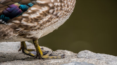 female wood duck