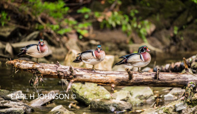 Male Wood Ducks