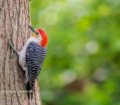 Red-bellied Woodpecker ( Melanerpes carolinus) 