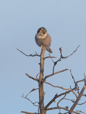 Sperweruil / Northern Hawk-Owl / Surnia ulula