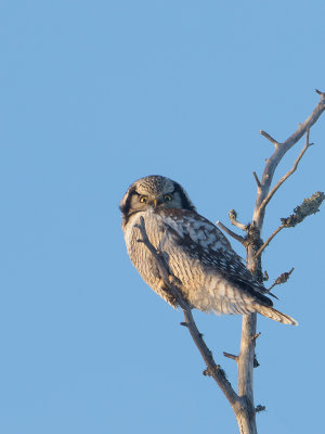 Sperweruil / Northern Hawk-Owl / Surnia ulula