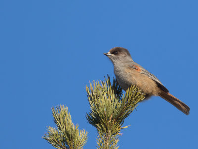 Taiga gaai / Siberian Jay / Perisoreus infaustus