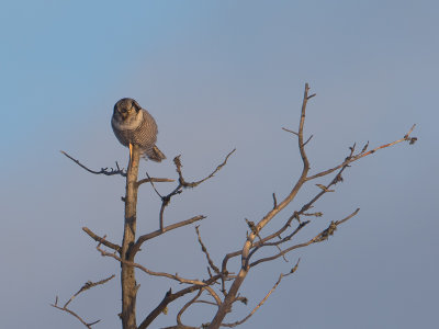 Sperweruil / Northern Hawk-Owl / Surnia ulula
