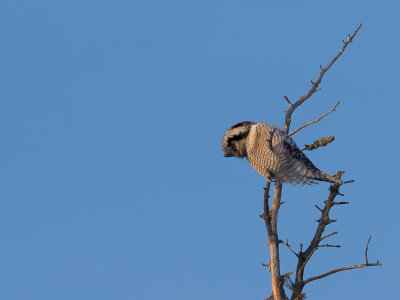 Sperweruil / Northern Hawk-Owl / Surnia ulula