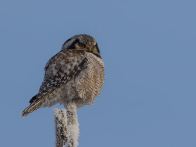 Sperweruil / Northern Hawk-Owl / Surnia ulula