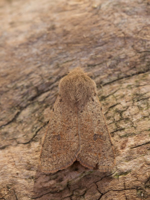Kleine voorjaarsuil / Small Quaker / Orthosia cruda