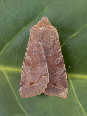 Variabele voorjaarsuil / Clouded Drab / Orthosia incerta