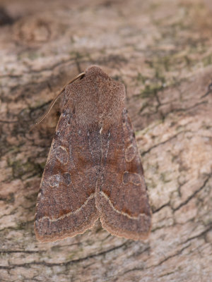 Variabele voorjaarsuil / Clouded Drab / Orthosia incerta